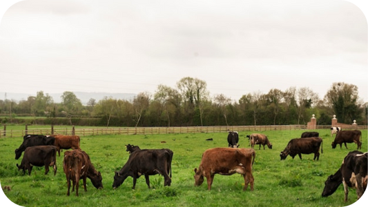 Why Choose Australian Grass-Fed Beef Jerky?